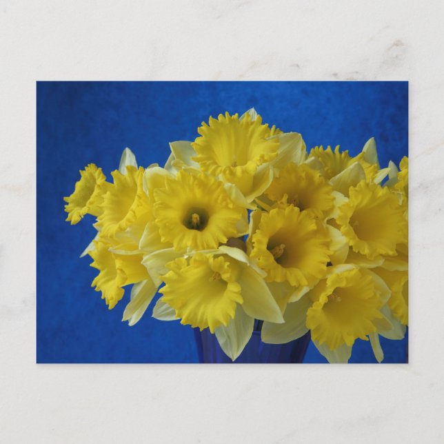 Daffodien Postkarte (Vorderseite)