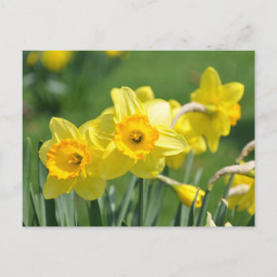 Daffodien Postkarte