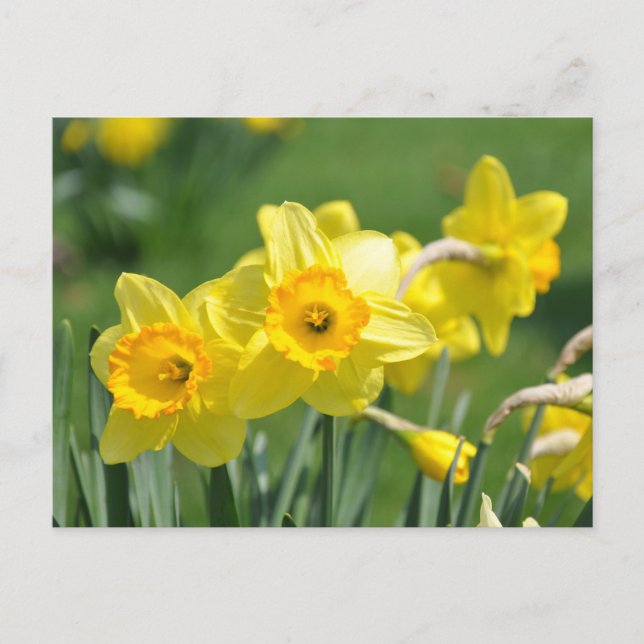 Daffodien Postkarte (Vorderseite)