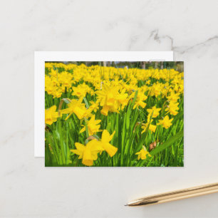 Daffodien Postkarte
