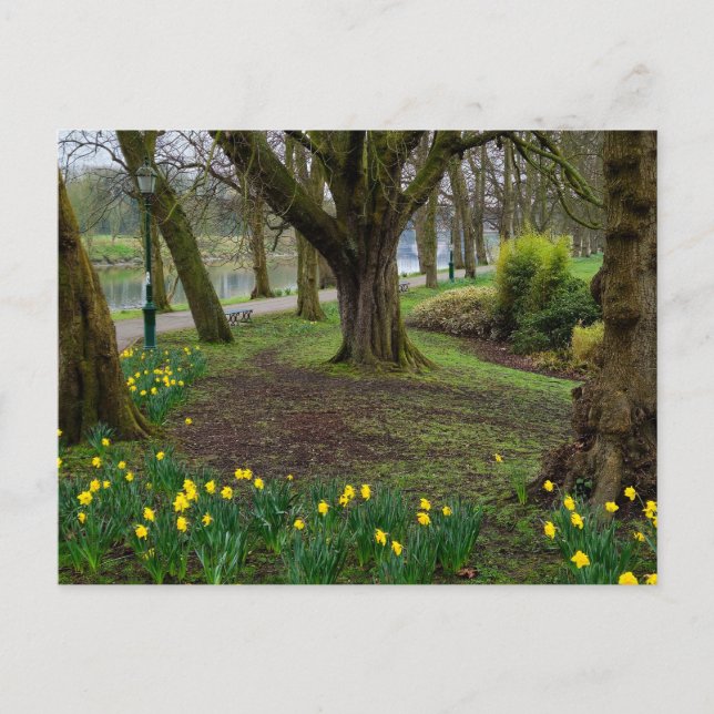Daffodien Postkarte (Vorderseite)