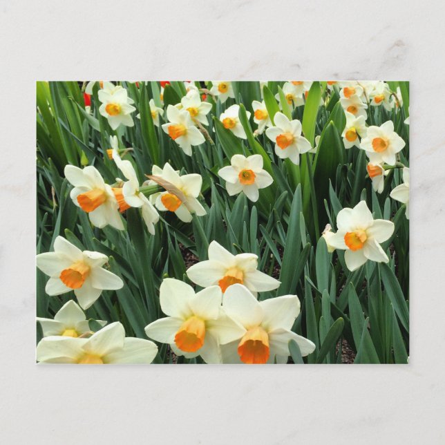 Daffodien Postkarte (Vorderseite)