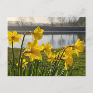 Daffodien Postkarte