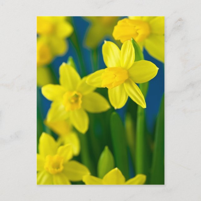 Daffodien Postkarte (Vorderseite)