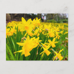 Daffodien Postkarte