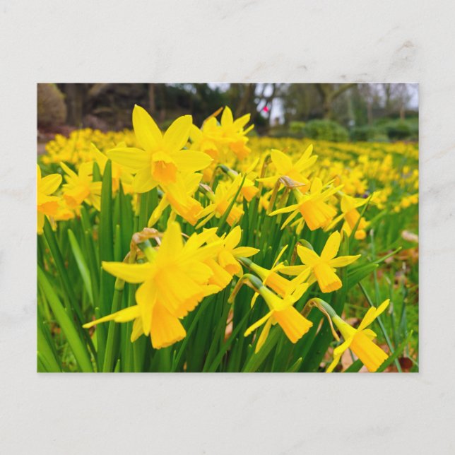 Daffodien Postkarte (Vorderseite)