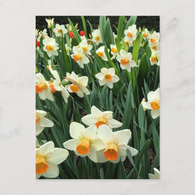 Daffodien Postkarte (Vorderseite)