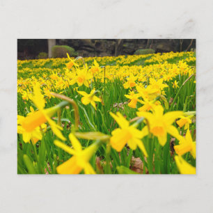 Daffodien Postkarte