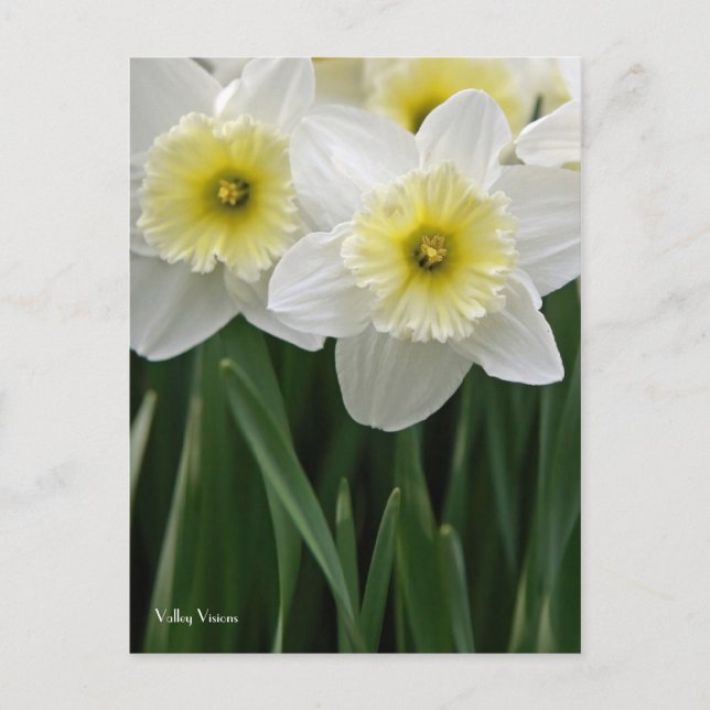 Daffodien Postkarte (Vorderseite)