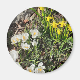 Daffodien und Crocus Magnet