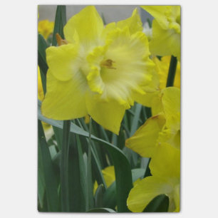 daffodil-22.JPG Post-it Klebezettel