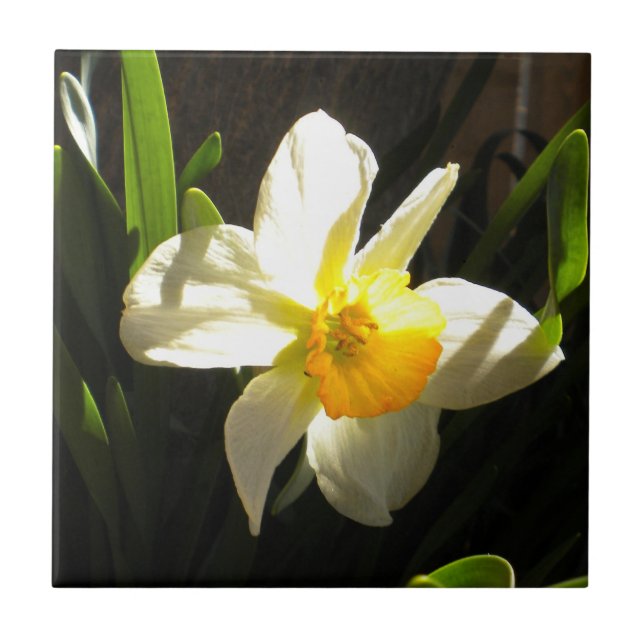 Daffodil am Daybreak Tile Fliese (Vorderseite)
