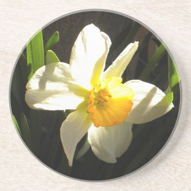 Daffodil am Daybreak Untersetzer (Vorne)
