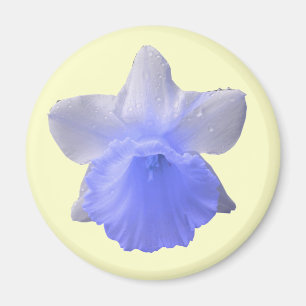 Daffodil Blue Magnet