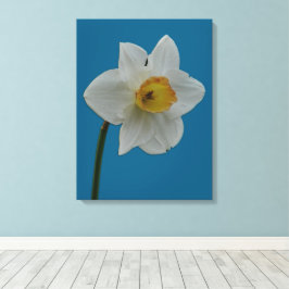 Daffodil Canvas Print Leinwanddruck