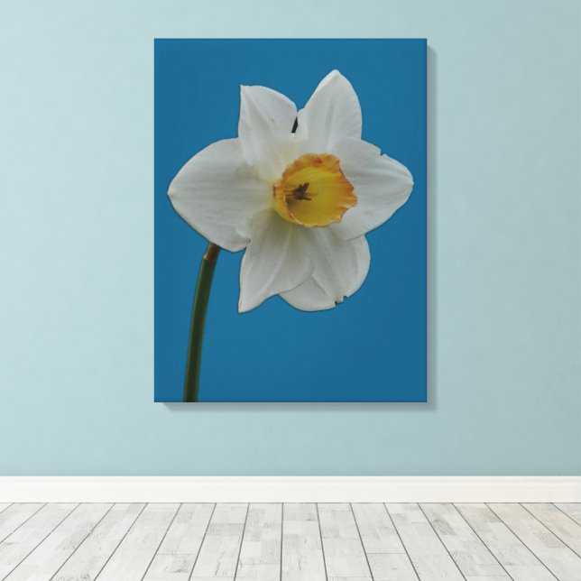 Daffodil Canvas Print Leinwanddruck (Insitu (Holzboden))