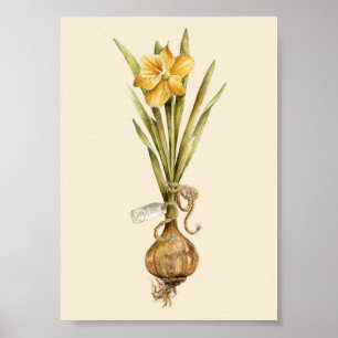 Daffodil Daydream - Poster