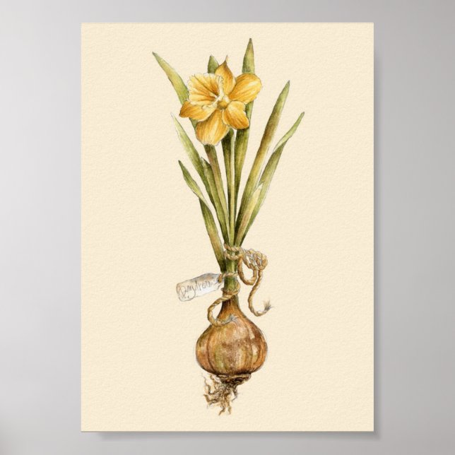 Daffodil Daydream - Poster (Vorne)