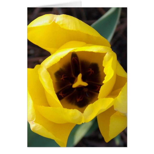 Daffodil Daze (Vorne)