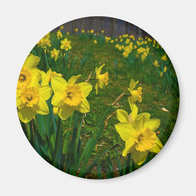 Daffodil Delight Magnet (Vorne)