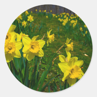 Daffodil Delight Runder Aufkleber