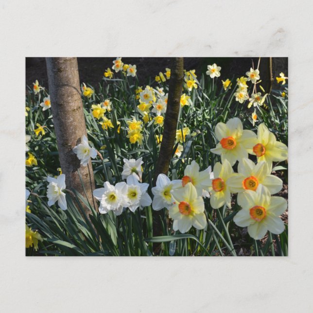 Daffodil Dell: Cheshire, England Postcard Postkarte (Vorderseite)