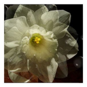 Daffodil Dreams Poster
