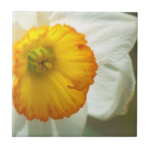 Daffodil Fliese