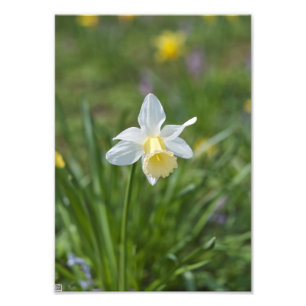 Daffodil Fotodruck