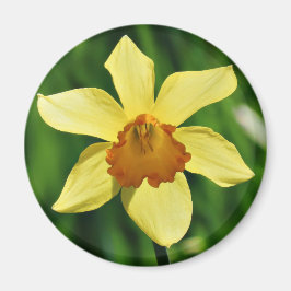 Daffodil Fotografic Magnet