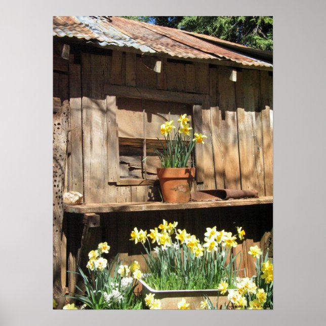 Daffodil Hill Barn Poster (Vorne)