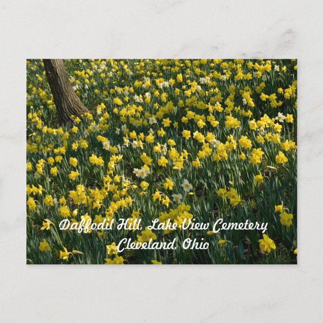 Daffodil Hill - Gelbe und weiße Blume Postkarte (Vorderseite)