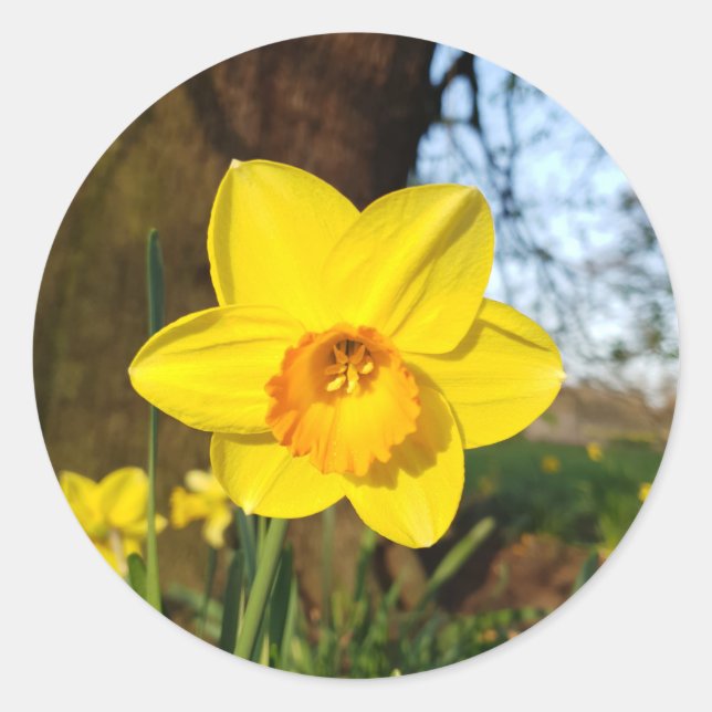 Daffodil im Park Runder Aufkleber (Vorderseite)