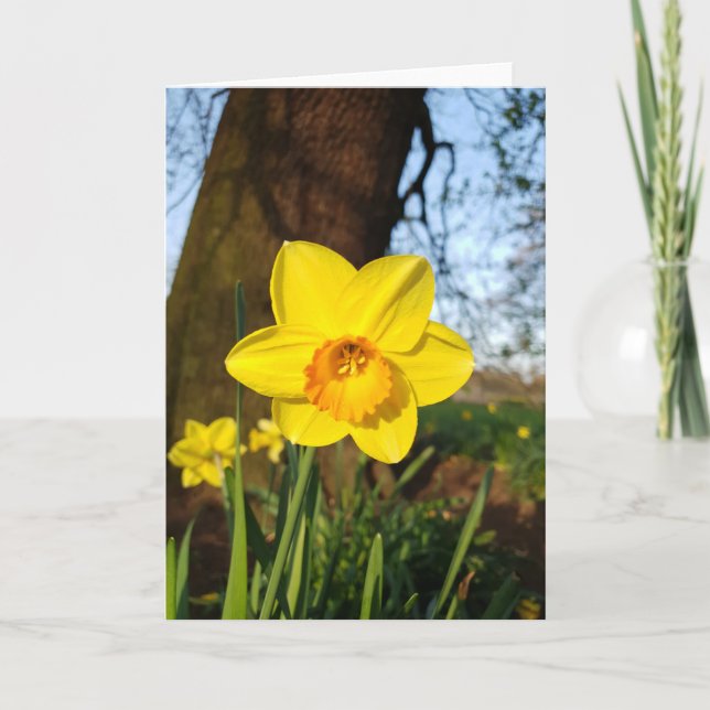 Daffodil in der Parkkarte Karte (Vorderseite)