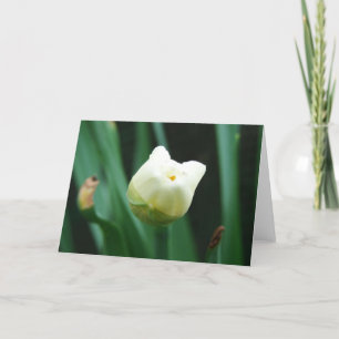 Daffodil Karte