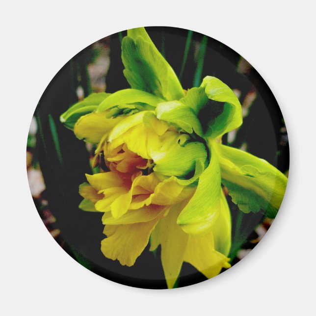 Daffodil Magnet (Vorne)