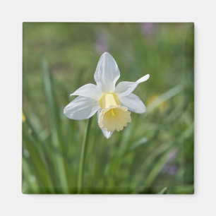 Daffodil Magnet