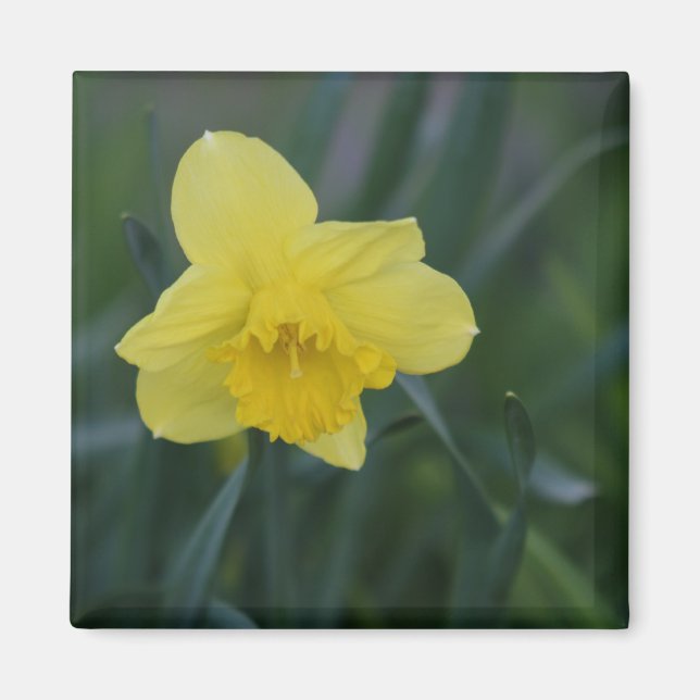 Daffodil Magnet (Vorne)