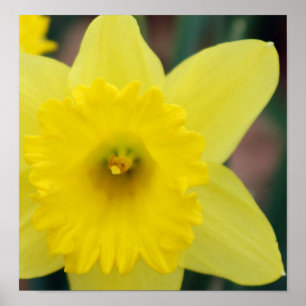 Daffodil nah-up poster