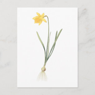 daffodil (Narcissus pseudo-narcissus) von Redouté Postkarte