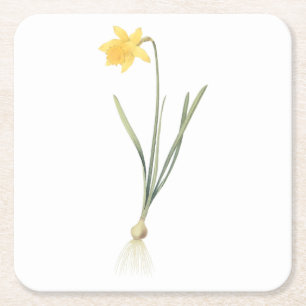 daffodil (Narcissus pseudo-narcissus) von Redouté Rechteckiger Pappuntersetzer