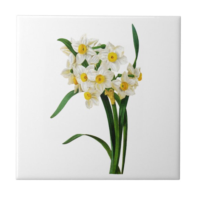 Daffodil oder Narcissus von Pierre Joseph Redoute Fliese (Vorderseite)