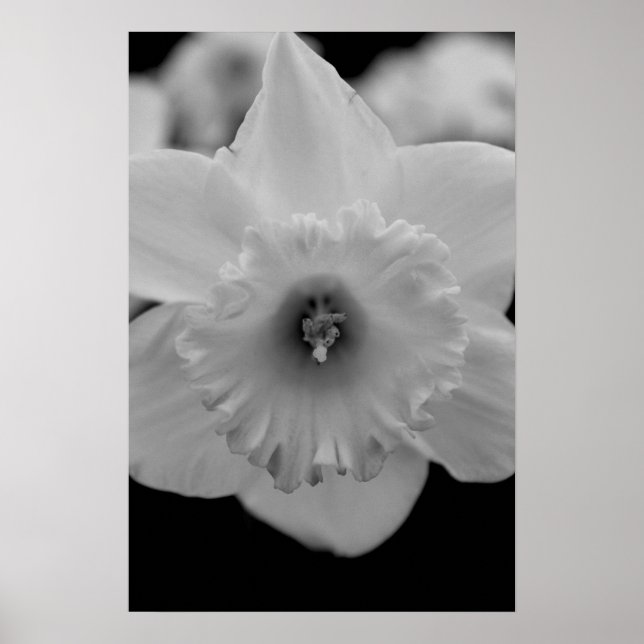 Daffodil Poster (Vorne)