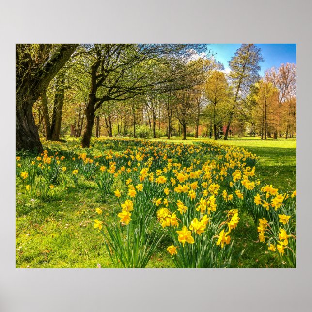 DAFFODIL POSTER (Vorne)