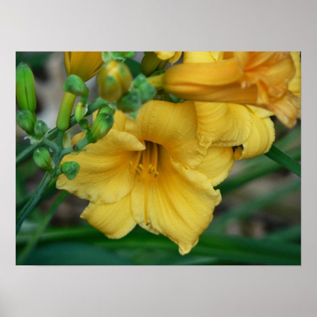 Daffodil Poster (Vorne)