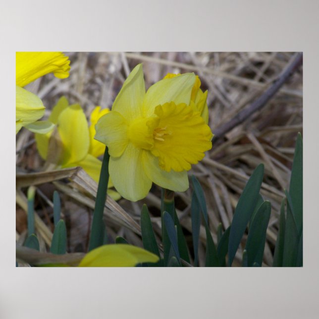 Daffodil Poster (Vorne)