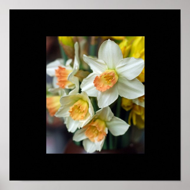 Daffodil Poster (Vorne)