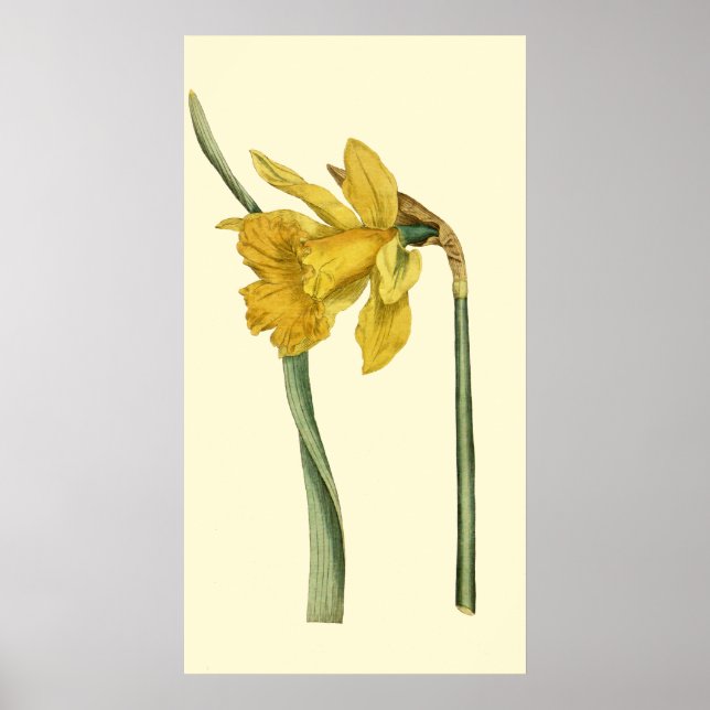 Daffodil Poster (Vorne)