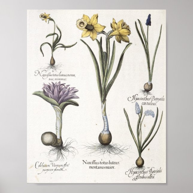 Daffodil Poster (Vorne)