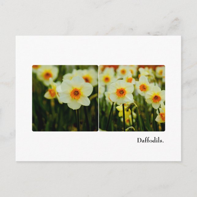 Daffodil Postkarte (Vorderseite)